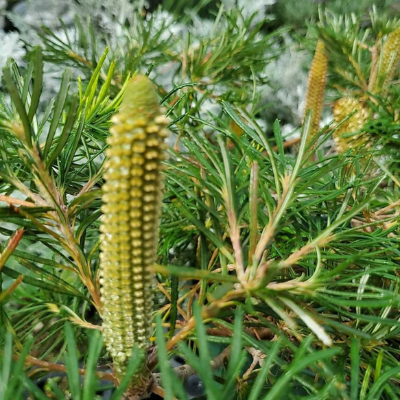 ①花芽多数あり バンクシア　バースデーキャンドル 6号 観葉植物 鉢花：バンクシア バースデー キャンドル*Birthday