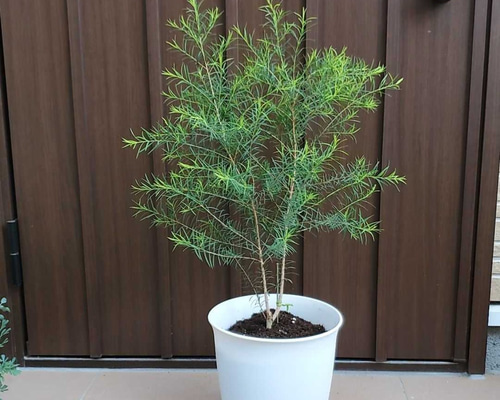再入荷のおすすめ最新情報 メディカルティーツリー(メラレウカ) 鉢植え オージープランツ 花