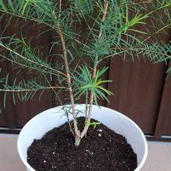 メディカルティーツリー(メラレウカ)　鉢植え　オージープランツ　苗　芳香樹 3枚目の画像