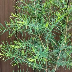メディカルティーツリー(メラレウカ)　鉢植え　オージープランツ　苗　芳香樹 4枚目の画像