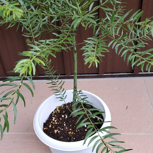 大きめ鉢植え♪ アカシアブリスベンワトル ミモザ大苗 ドライ