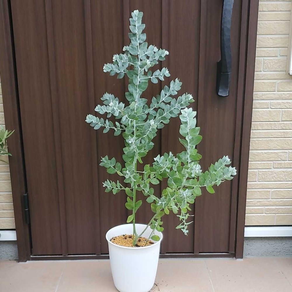 パールアカシア 苗 大型 200cm❗整った樹形 際立つシルバーリーフ 最美形 パールアカシア 苗 大型 200cm❗整った樹形 際立つシルバー