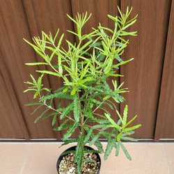 バンクシア　セミヌダ　　観葉植物　ネイティブフラワー　　ワイルドフラワー　オージープランツ 2枚目の画像