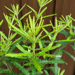 バンクシア　セミヌダ　　観葉植物　ネイティブフラワー　　ワイルドフラワー　オージープランツ 4枚目の画像