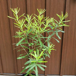 バンクシア　セミヌダ　　観葉植物　ネイティブフラワー　　ワイルドフラワー　オージープランツ 5枚目の画像