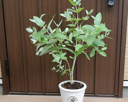 お洒落な陶器鉢植え♪ユーカリシルバーグロブルス 観葉植物 苗 お洒落な陶器鉢植え♪ユーカリシルバーグロブルス 観葉植物 苗