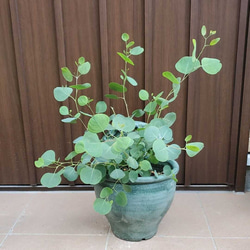 ユーカリポポラス　テラコッタ(グリーン)鉢植え　イングリッシュフレンチガーデン 1枚目の画像
