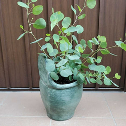 ユーカリポポラス　テラコッタ(グリーン)鉢植え　イングリッシュフレンチガーデン 5枚目の画像
