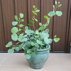 ユーカリポポラス　テラコッタ(グリーン)鉢植え　イングリッシュフレンチガーデン 6枚目の画像