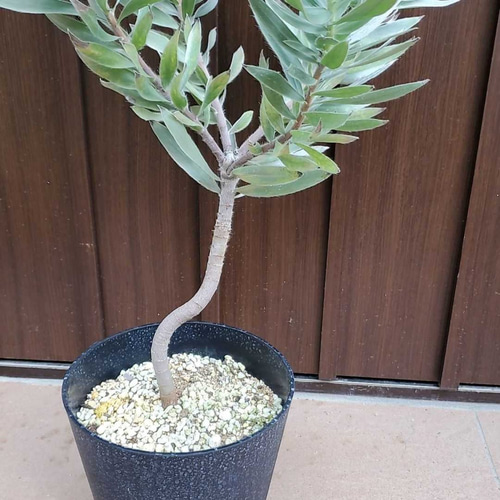 １１日入荷⭐️リューカデンドロン６品種⭐️6鉢セット⭐️ 楽天市場】リュウカデンドロン（ポンデンス）1鉢 3号 ポット苗