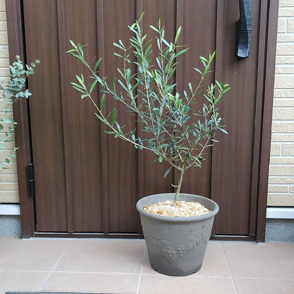 テラコッタ鉢植え♪大きなオリーブの木　エルグレコ　観葉植物　シンボルツリー　 1枚目の画像