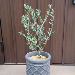 お洒落鉢植え♡オリーブの木　マンザニロ　観葉植物　シンボルツリー　苗　苗木 2枚目の画像
