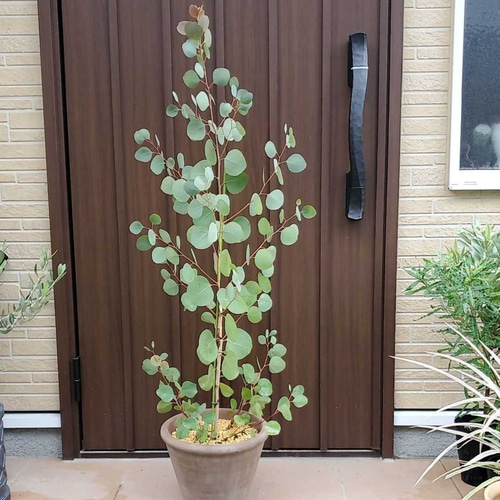 丸い葉っぱが可愛らしい♡ユーカリポポラス テラコッタ鉢植え 観葉植物