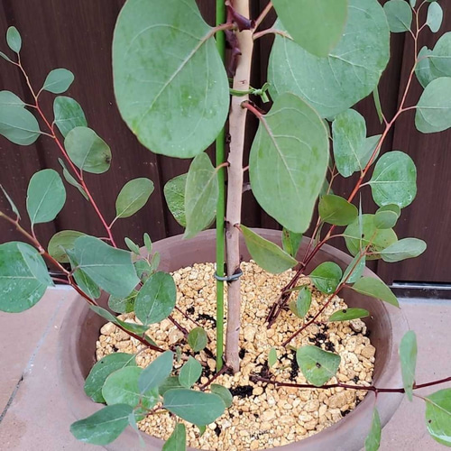 丸い葉っぱが可愛らしい♡ユーカリポポラス テラコッタ鉢植え 観葉植物
