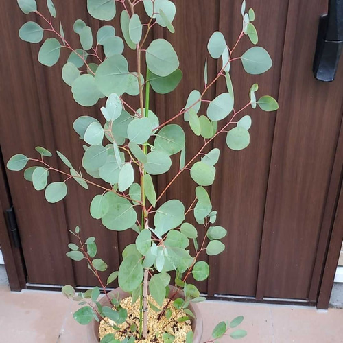 まん丸葉が可愛い❤️ユーカリ ポポラス テラコッタ鉢植え 苗 苗木