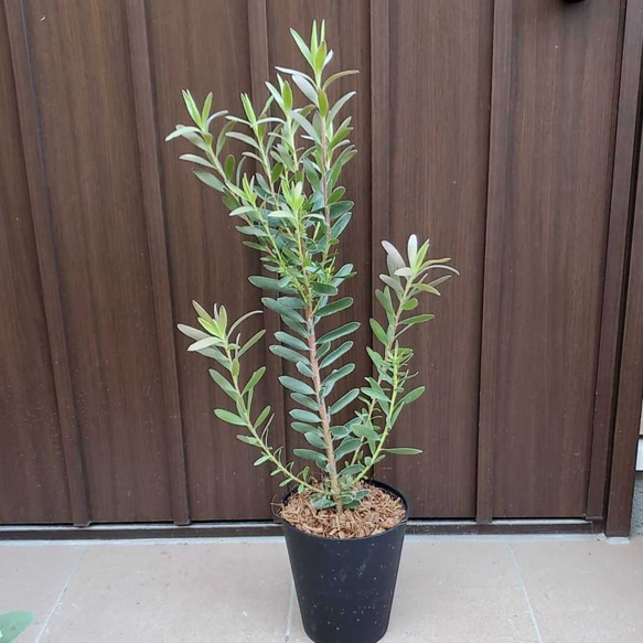 リューカデンドロン　サファリサンセット　10号ロング　オージープランツ 楽天市場】リューカデンドロン 【サファリサンセット】 鉢植え