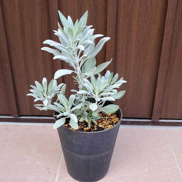 癒しの香り♡ ホワイトセージ 大きめ鉢植え 浄化のハーブ ドライ