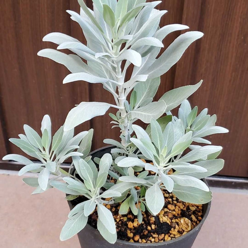 癒しの香り♡ ホワイトセージ 大きめ鉢植え 浄化のハーブ ドライ