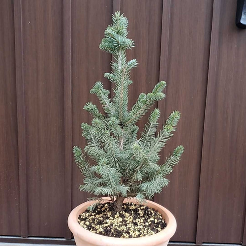 トムセン プンゲンストウヒ picea pungens クリスマスツリー 苗