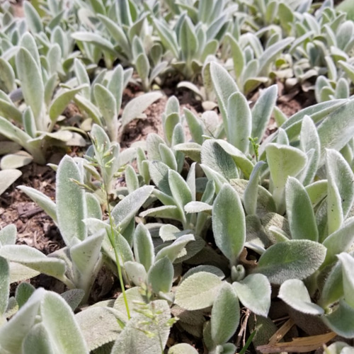 ラムズイヤー　ヘッド　ドライフラワー ラムズイヤー*ドライフラワー*70本 その他素材 FlowerCompanies 通販