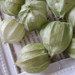 ほおずき ドライフラワー リースガーランドスワッグ素材花材に