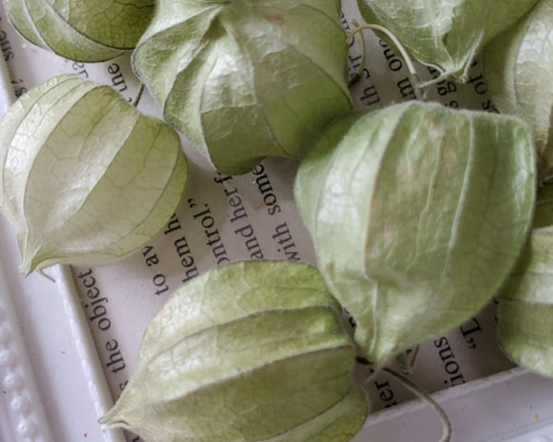 ほおずき　ガーランド　スワッグ　リース ほおずき ガーランド スワッグ リース 商品一覧ページ / 季節の装飾