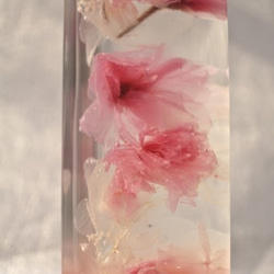 　ハーバリウム「八重桜」 2枚目の画像