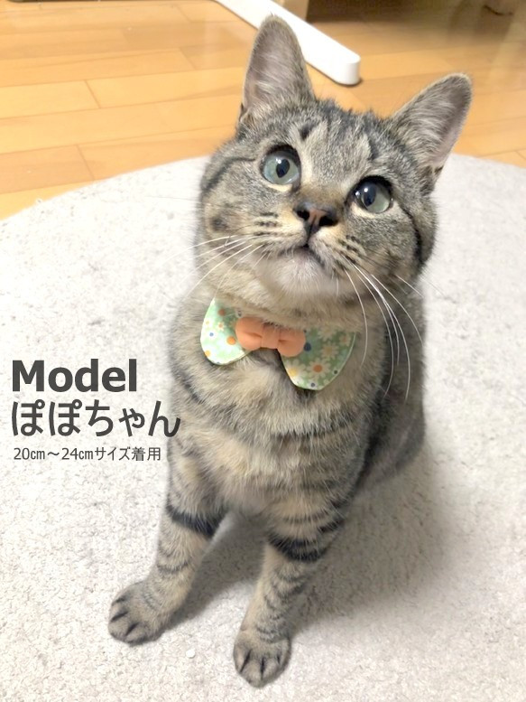 フラワーシャワーの猫ちゃんまるえり首輪 7枚目の画像