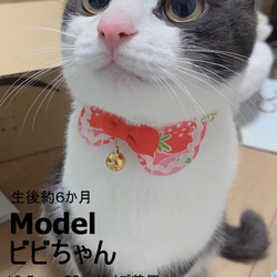 いちごのショートケーキ＊猫ちゃん首輪 6枚目の画像