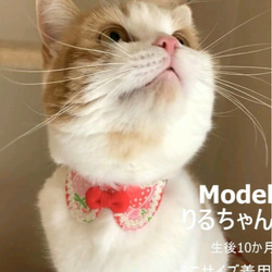 いちごのショートケーキ＊猫ちゃん首輪 5枚目の画像