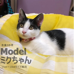 子猫ちゃん用はじめて首輪＊和の趣 7枚目の画像