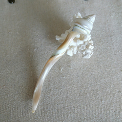 しまぬむん製作・夜光貝のかんざし 5枚目の画像