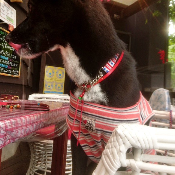 ＤＯＧチョカー　首輪アクセサリー　名前刻印 5枚目の画像