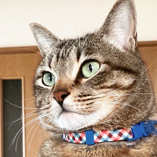 愛猫の色鉛筆による模写画.B6サイズ 絵画 grace_clayart 通販