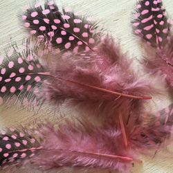 ホロホロ鳥 羽 ライトピンク 10枚セット 5-10cm 金具付き 1枚目の画像
