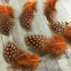 ホロホロ鳥 羽 オレンジ 10枚セット 3-5cm 金具付き 2枚目の画像