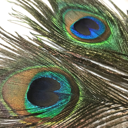 孔雀 フェザー ピーコック クジャク 羽根 4枚 23-30cm 金具付き その他