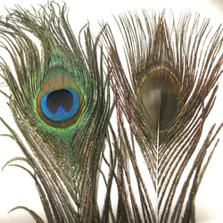 孔雀 フェザー ピーコック クジャク 羽根 4枚 23-30cm 金具付き 3枚目の画像