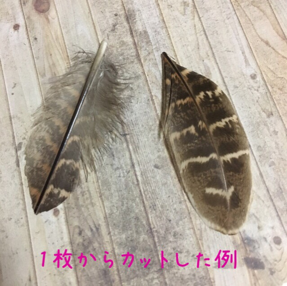 リアルフェザー キジ 羽  10枚 10-15cm 4枚目の画像