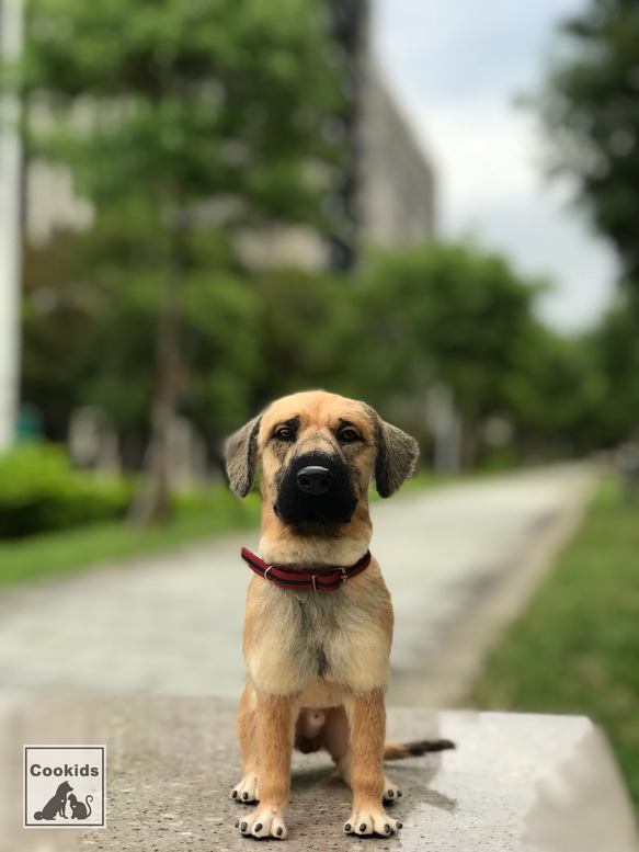 Cookids手作羊毛氈 高山犬-拔辣 擬真全身植毛款 短毛犬 擬真寵物 羊毛氈 第1張的照片