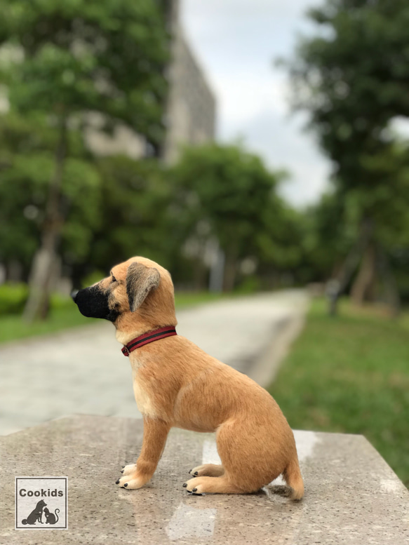 Cookids手作羊毛氈 高山犬-拔辣 擬真全身植毛款 短毛犬 擬真寵物 羊毛氈 第2張的照片