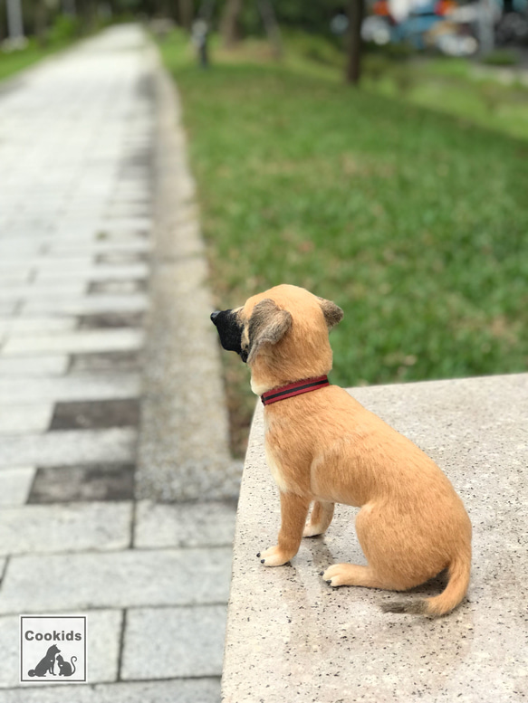 Cookids手作羊毛氈 高山犬-拔辣 擬真全身植毛款 短毛犬 擬真寵物 羊毛氈 第3張的照片