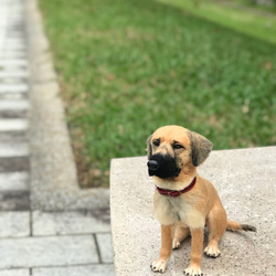 Cookids手作羊毛氈 高山犬-拔辣 擬真全身植毛款 短毛犬 擬真寵物 羊毛氈 第6張的照片