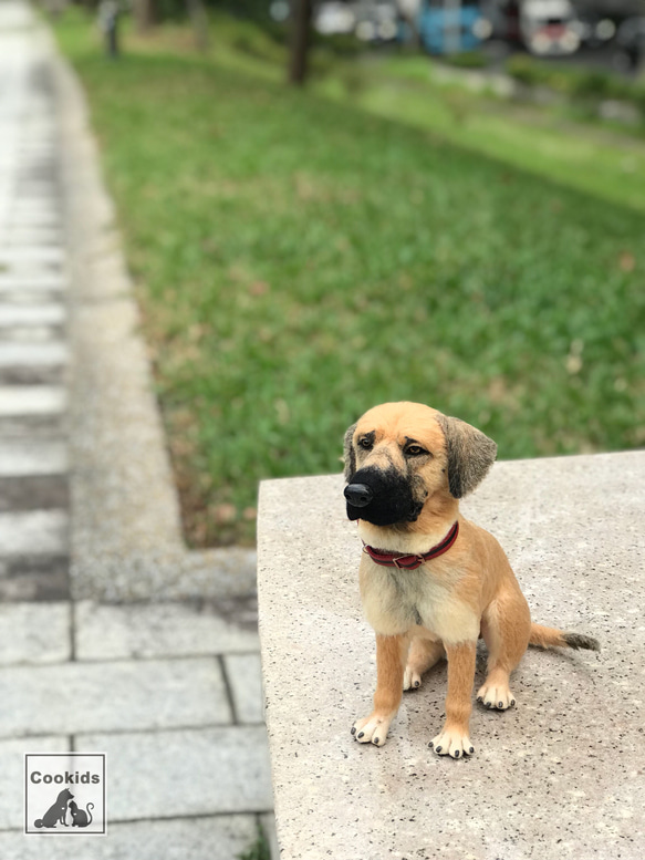 Cookids手作羊毛氈 高山犬-拔辣 擬真全身植毛款 短毛犬 擬真寵物 羊毛氈 第6張的照片