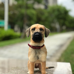 Cookids手作羊毛氈 高山犬-拔辣 擬真全身植毛款 短毛犬 擬真寵物 羊毛氈 第7張的照片