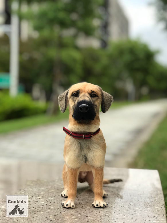 Cookids手作羊毛氈 高山犬-拔辣 擬真全身植毛款 短毛犬 擬真寵物 羊毛氈 第7張的照片