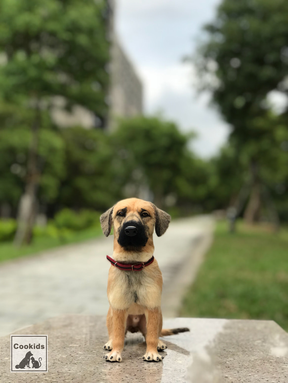 Cookids手作羊毛氈 高山犬-拔辣 擬真全身植毛款 短毛犬 擬真寵物 羊毛氈 第10張的照片