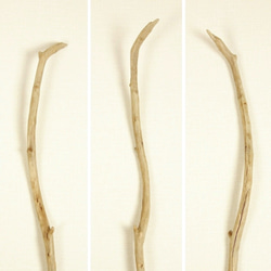 【温泉流木】直線そしてうねる細長枝の流木 流木素材 インテリア素材 木材 3枚目の画像