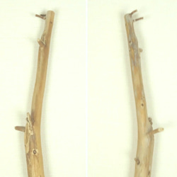 【温泉流木】飛び出る元気枝があちこちに残る反り枝の流木 流木素材 インテリア素材 木材 2枚目の画像