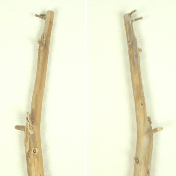【温泉流木】飛び出る元気枝があちこちに残る反り枝の流木 流木素材 インテリア素材 木材 2枚目の画像